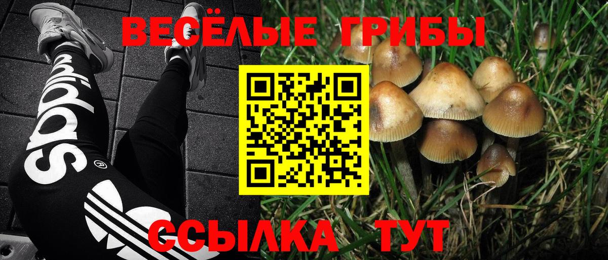 Псилоцибиновые грибы Psilocybe  Вход с VPN  Кандалакша  хочу   Галлюциногенные грибы Psilocybe 